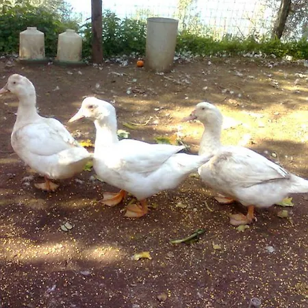 Kır Evi La Fusarella Santoro *